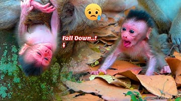 God help.!! Newborn baby monkey falls from a high stone while his mom doesn