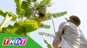 Xuất khẩu chuối sang Nhật Bản tăng đột biến | THDT