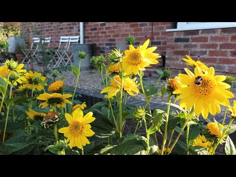 Video: Eenjarige en meerjarige zonnebloemen