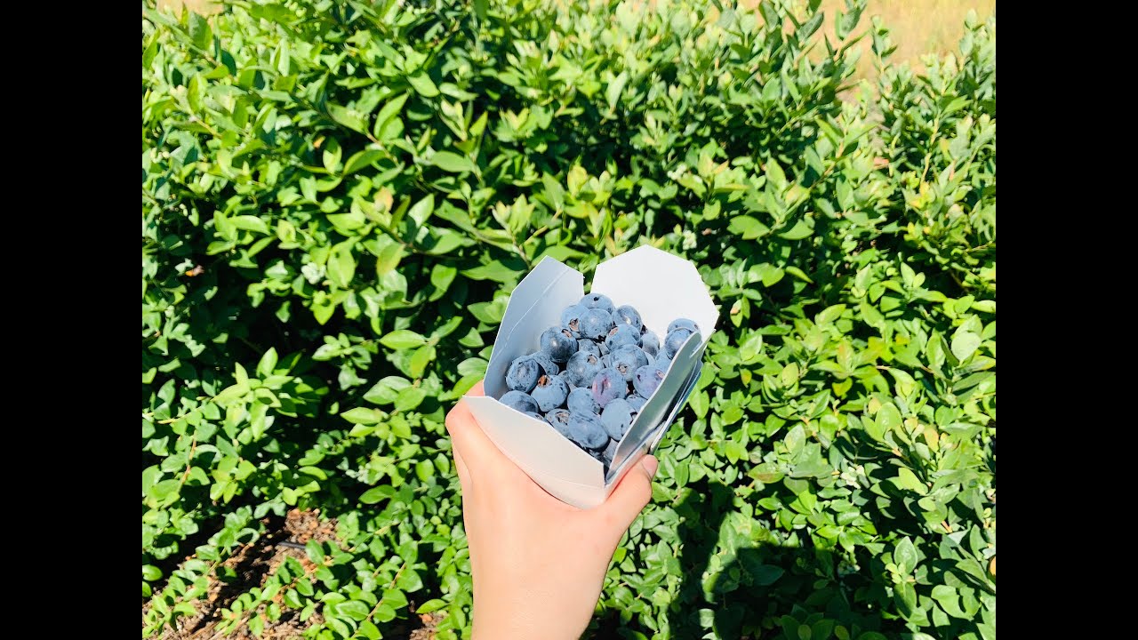 Blueberry Picking at Temecula Berry Farm, California Đi Hái Trái Việt