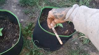 Watching for plants that are Transitioning into flower