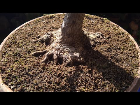 紅葉したモミジの剪定 ♯599 - YouTube