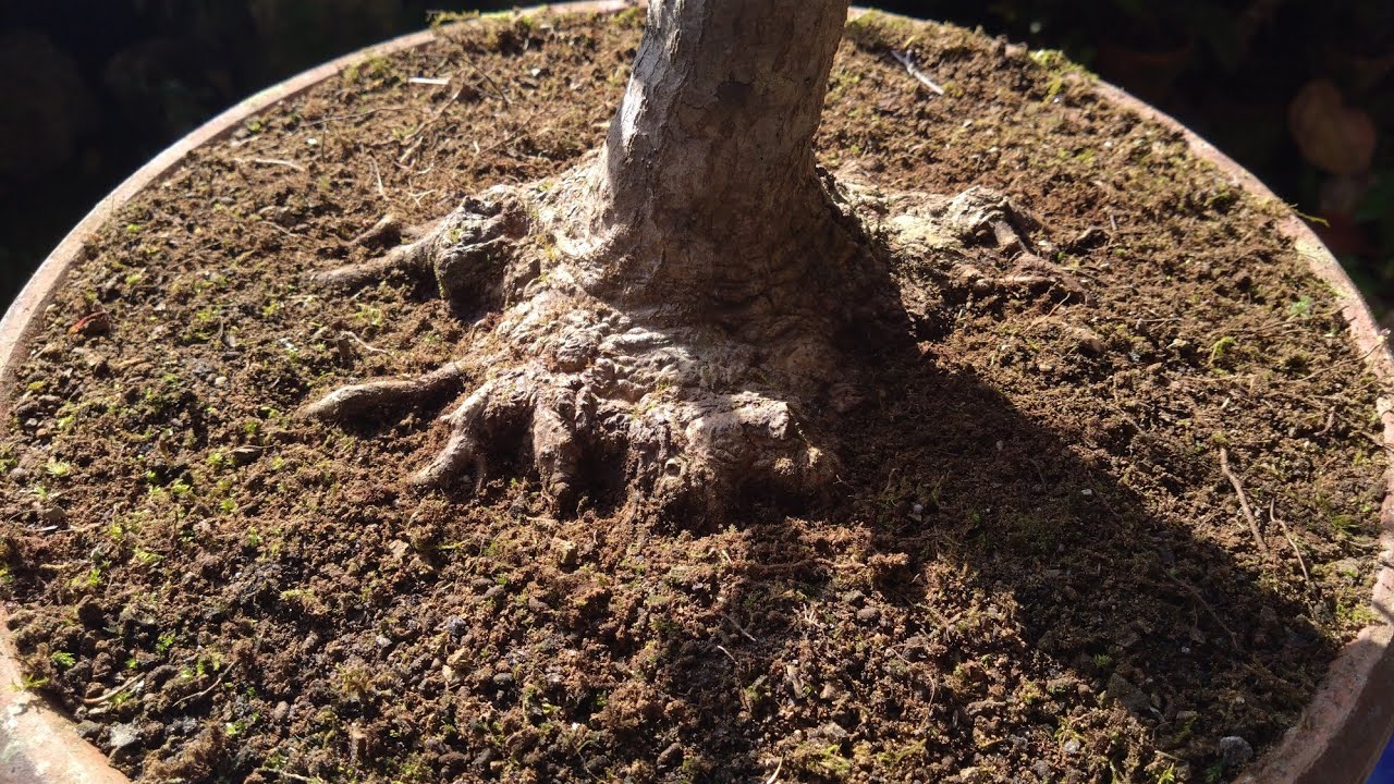 紅葉　1本　剪定済み Heavy pruning of maple leaves] Gradually reshaping the rugged