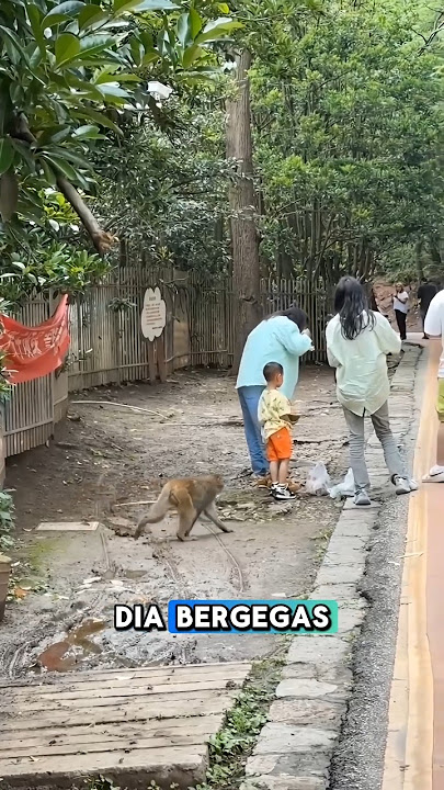 MONYET NAKAL mau ngapain dia dari belakang🧐 #shorts #viralvideo