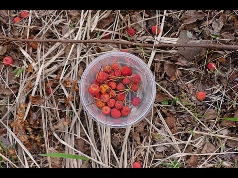 Video: Napakagandang Berry Dogwood