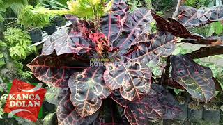 Harga Puring Kura | Tanaman Hias Daun
