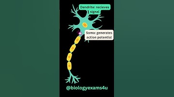 Neuron 3D Animation Slow motion|| Structure of Neuron || How Neuron transmit impulses?