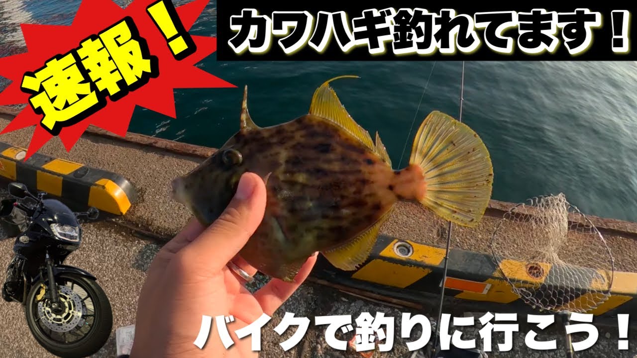 Fall Filefish Season!] Catching Them One After Another with This