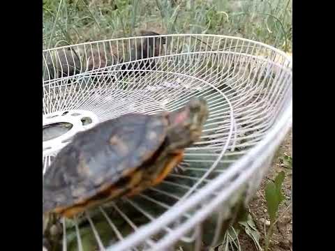 черепаха на горах - YouTube