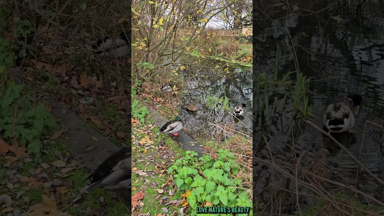 Amazing Nature's Relaxing Group of Mallard Ducks | London Wildlife | Love nature's beauty