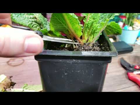 Videó: Polyanthus Kankalin. Gondozás, Válogatás