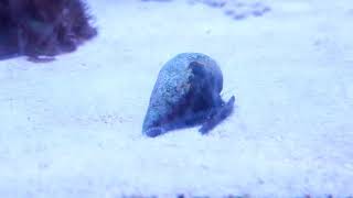 Strawberry Conch (Conomurex luhuanus)