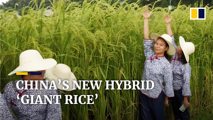 2-metre ‘giant rice’ twice as tall as other varieties nearly ready for first harvest in China - DayDayNews