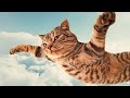 Funny cats, dogs and other animals || Video cuts with cute moments #1