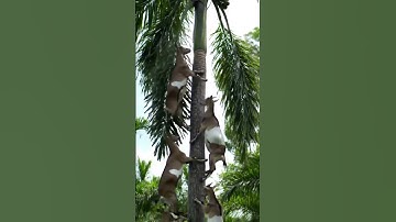 Goats Climb Palm Trees to Eat Fruits 🐐Incredible Goats Scaling Palm Trees for Food #ai #new​ #funny