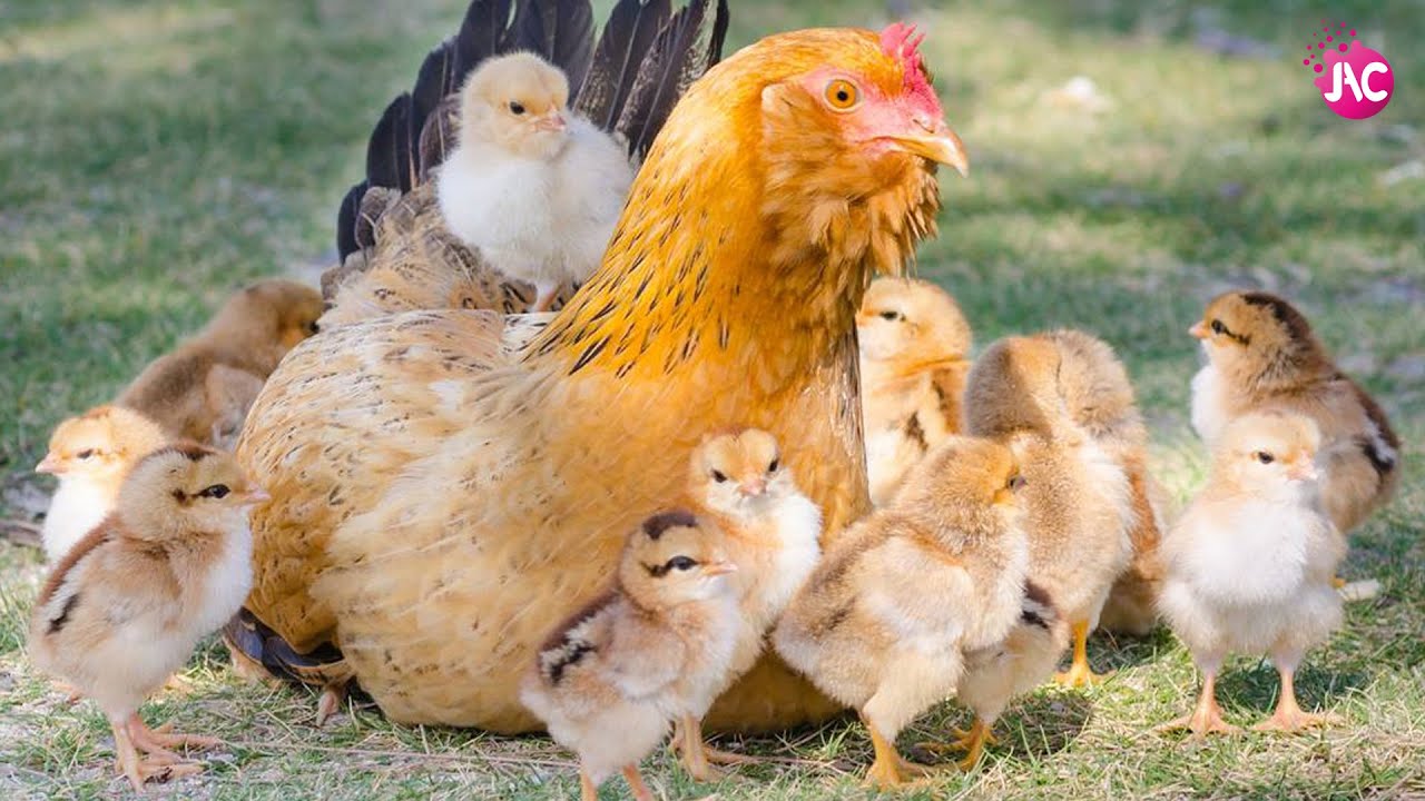 Семья куре. Курица с цыплятами. Курочка с цыплятами. Наседка с цыплятами. Квочка с цыплятами.