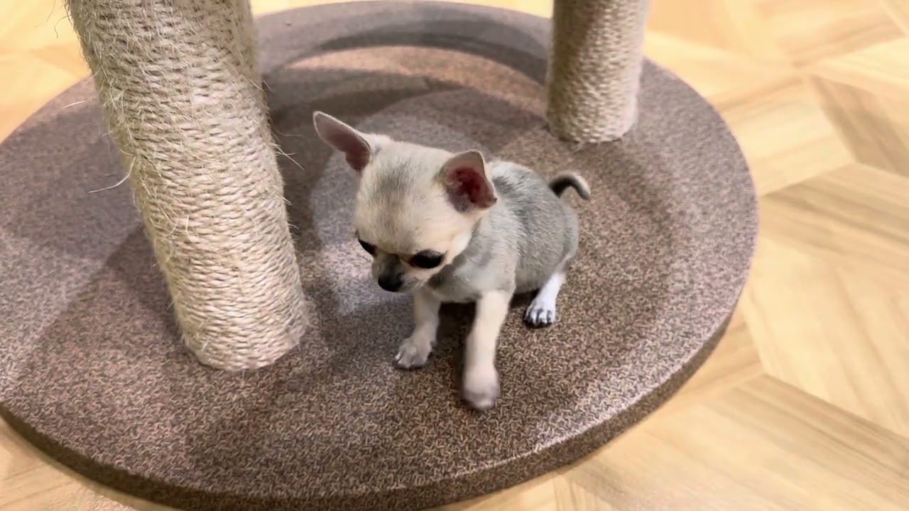 チワワ チワワ ♀B 251007生 251027撮影 - YouTube