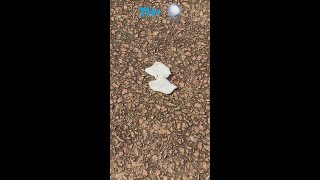 Mulher é esfaqueada sete vezes no meio da rua em Sumaré