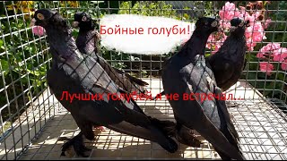 видео: Уникальная порода бойных голубей.История создания. картинка: Уникальная порода бойных голубей.История создания.