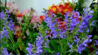 Living Large 'Big Sky' Salvia