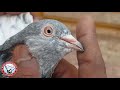 Ustad suhail ansar khan lahore amazing and awesome pigeons prince kamaggar
