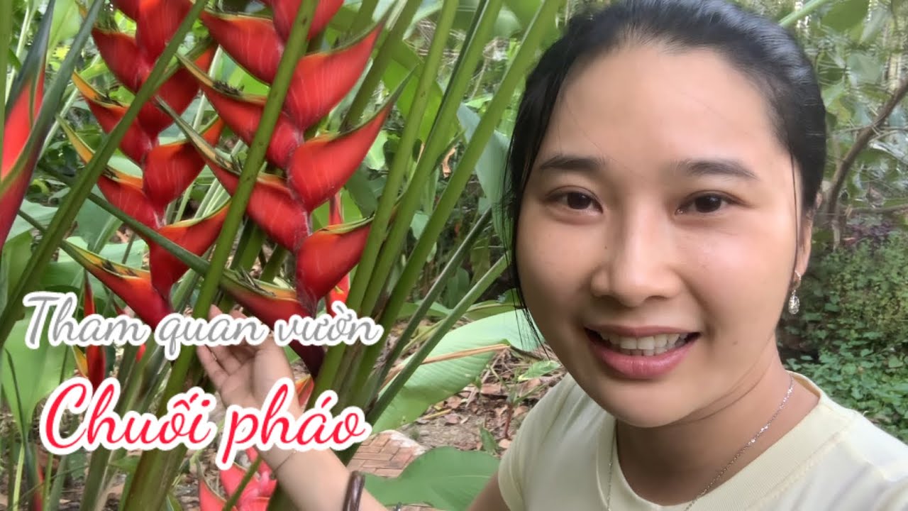 Một Nơi Đậm Chất Miền Tây Khi Đi Tìm Mua Cây Chuối Pháo- Tham Quan Vườn Chuối Pháo - Em Gái Quê