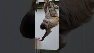 Sloth @JudgeENZA