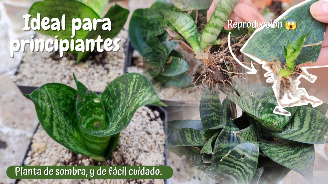 Sansevieria trisfaciata Hahnii - REPRODUCCIÓN y CUIDADOS BÁSICOS #plantasdesombra