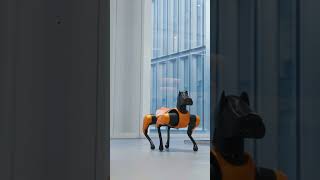 Canine Tech Meets Fashion | CyberDog 2