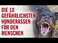 DIE 10 GEFÄHRLICHSTEN HUNDERASSEN FÜR DEN MENSCHEN | Tierwelt