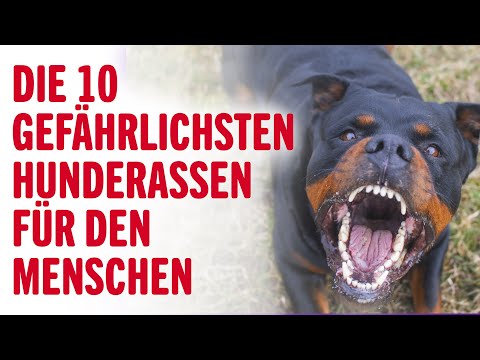 Video: Die aggressivsten Hunderassen der Welt