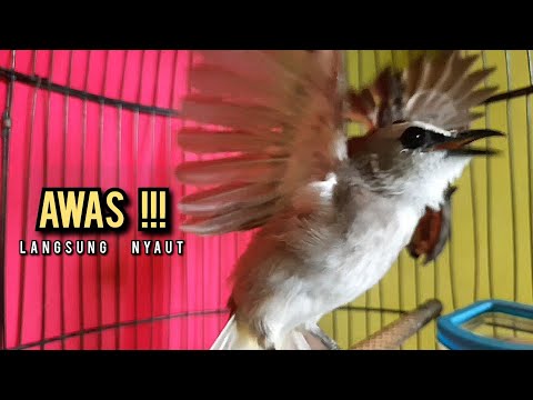 trucukan gacor ROPEL PANJANG buat pancingan trucukan agar bunyi JADIKAN burung trucuk gacor NYAUT