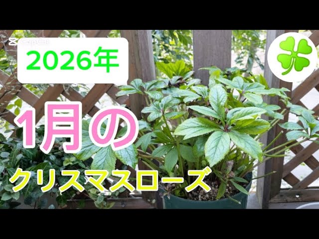 2026年 1月のクリスマスローズ - YouTube
