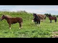 Коні Ваговози.Огляд коней на пасовищі, у нас хороші новини.Коні в Україні.Далі буде🔥🔥🔥🔥