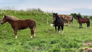 Коні Ваговози.Огляд коней на пасовищі, у нас хороші новини.Коні в Україні.Далі буде🔥🔥🔥🔥