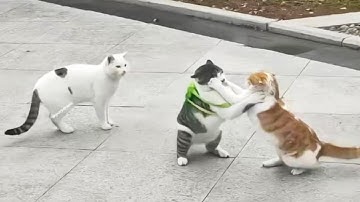 You Laugh, You Lose! 🤣 Funny Cat Videos 2025 😹 Part 62