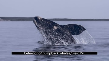 Communication of Humpback Whales with Humans|SETI Institute| Intelligence| Non-Human Intelligence