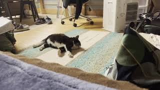 おもむろにゴロゴロして何かを抱きしめる猫