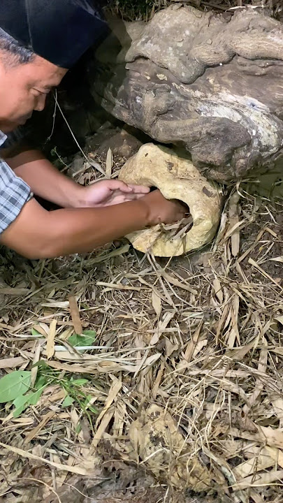 thorny animal in the rock #nature #animallife #explore #farming #wildlife #birds #amazing