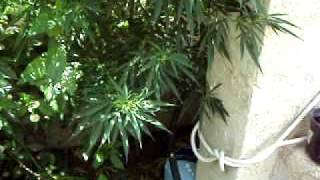 N.y.c.d Other Strains 11Th August 2010