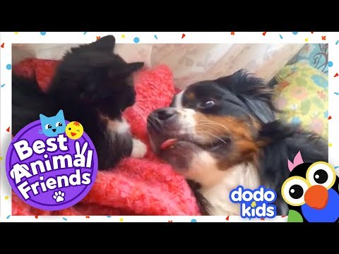 midge-the-cat-plays-ninja-with-beatrix-the-dog-|-dodo-kids:-best-animal-friends