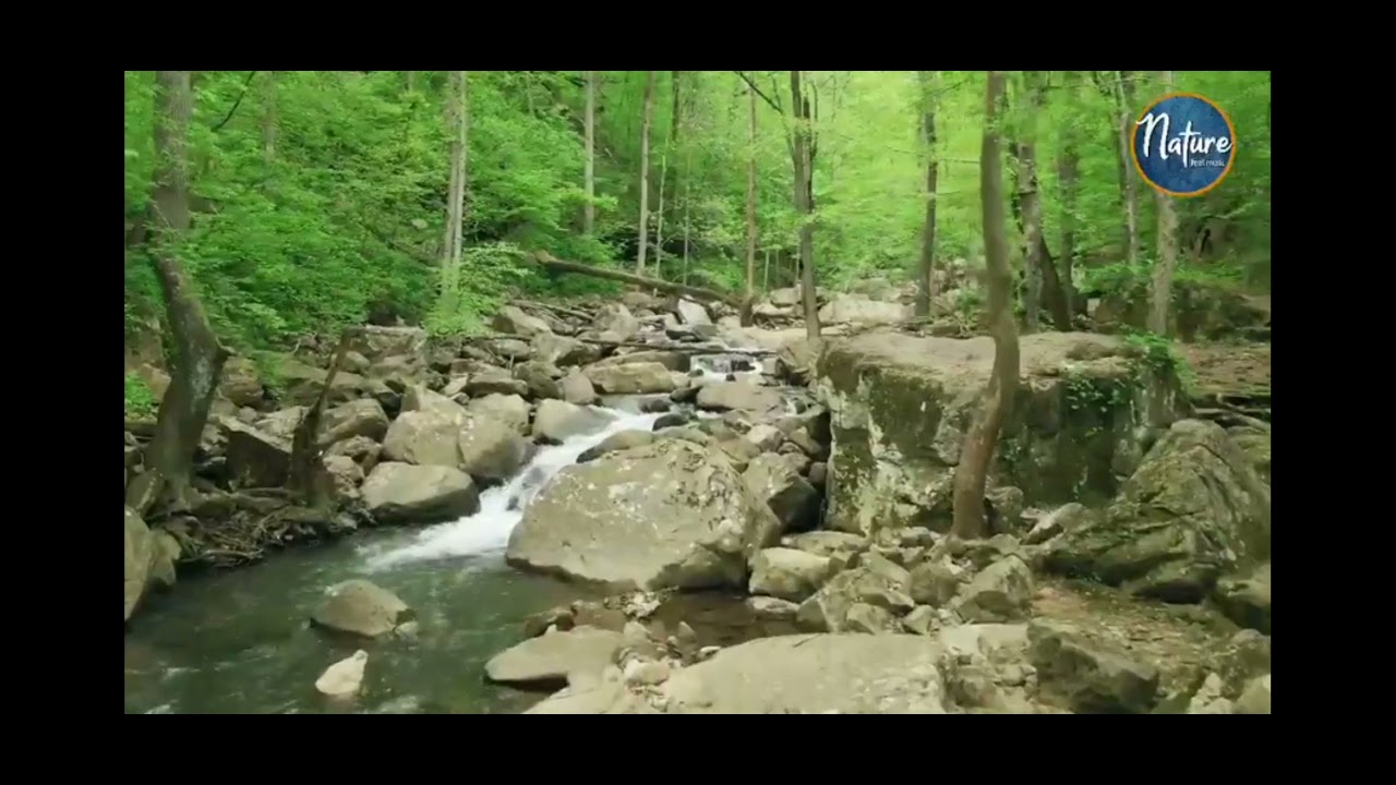 #25 River view | Feel relax | forest | natural | nature feel music