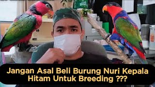 Hati-Hati Jangan Asal Beli Burung Nuri Kepla Hitam, Begini Cara Membedakan jantan betina