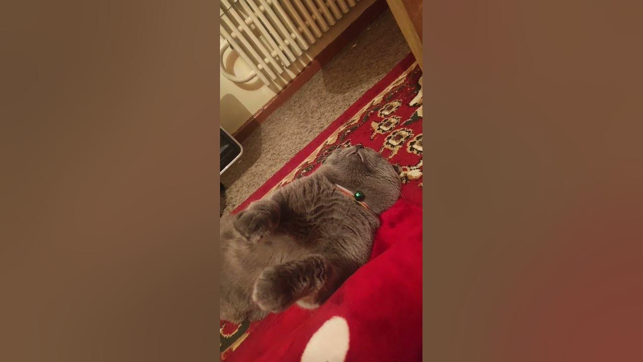 Забавный сон кота) #кот #кошки #сон - YouTube