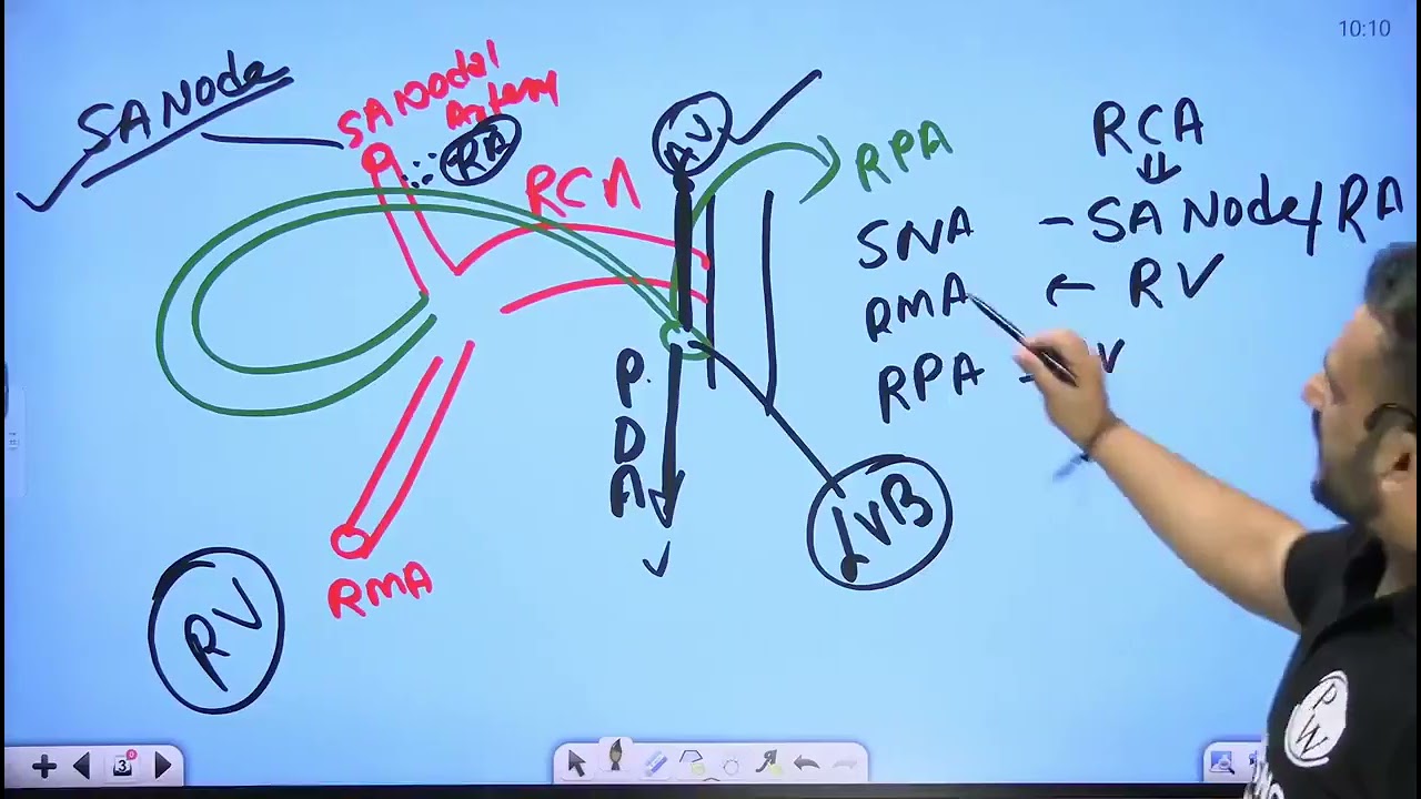 9   Cardiovascular System 09   Anatomy and Physiology of Heart Part 1
