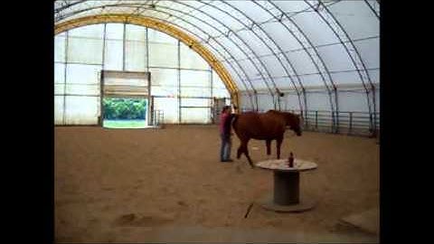 Comfort Zone Walk to Trot Transitions