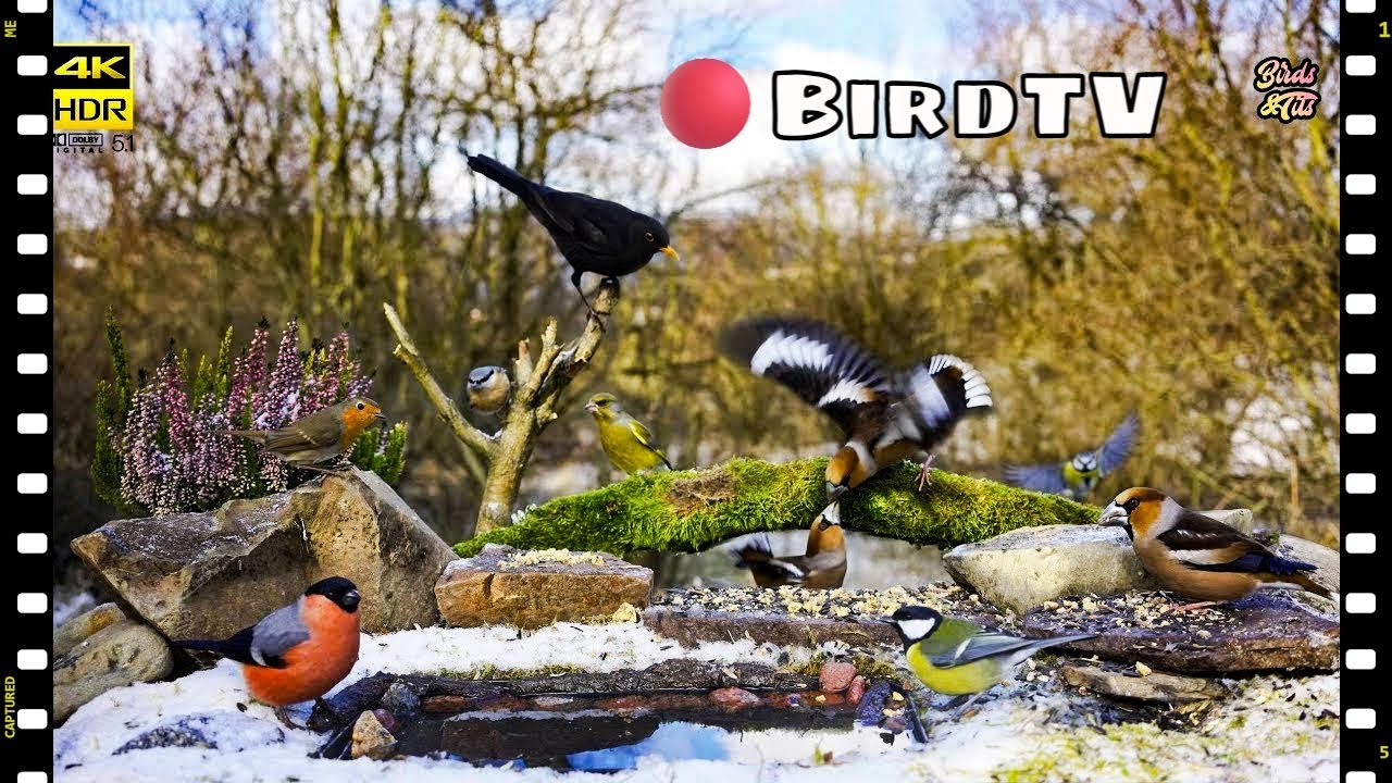 🔴 24/7 Live Wild Birds at the Feeder - Perfect Cat Entertainment #birdwatch007 #nature4k #cattv