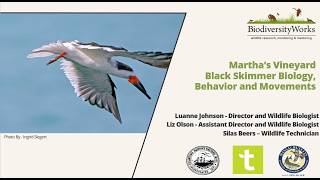 The Biology and Behavior of Black Skimmers Nesting on the island of Martha's Vineyard, Massachusetts