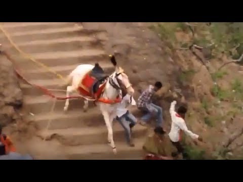 Amazing video - Horse fell down from fort - AmazingXpress