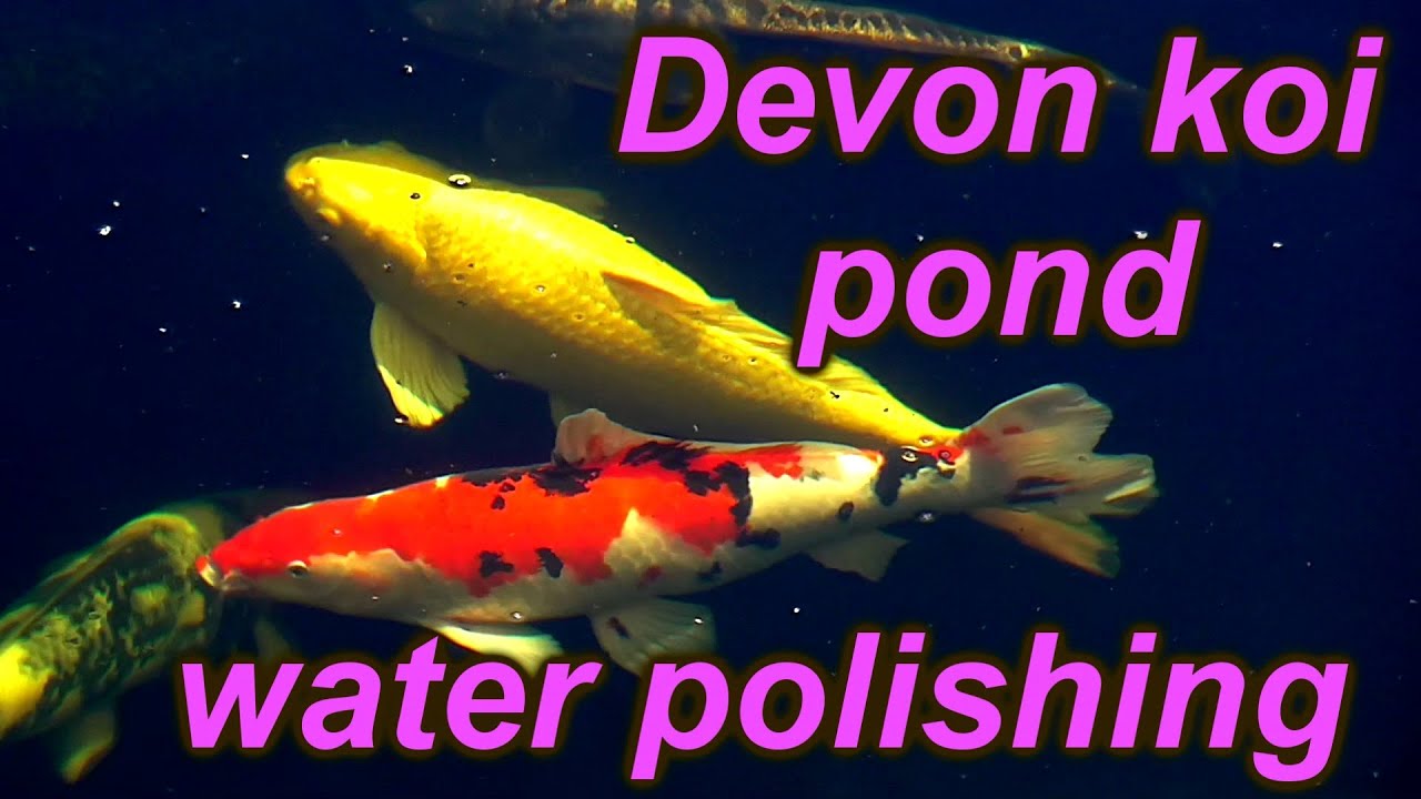 Diy Koi pond and pondwater polishing the best clear pond water you can ...